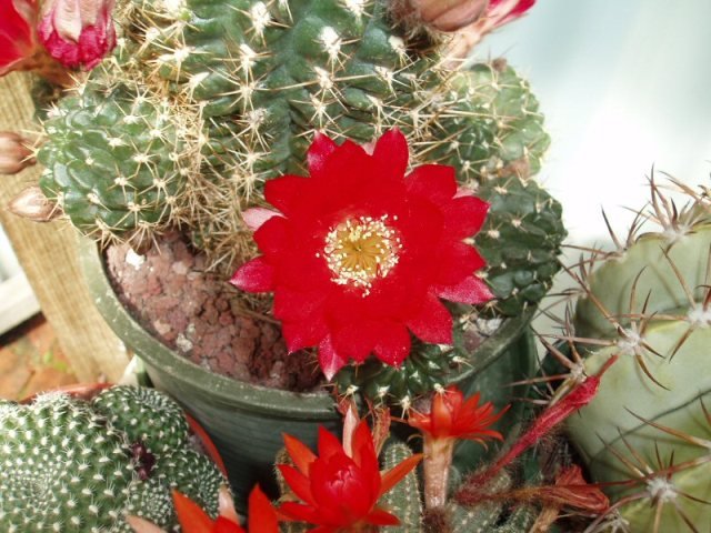 Lobivia_telgeliana_1